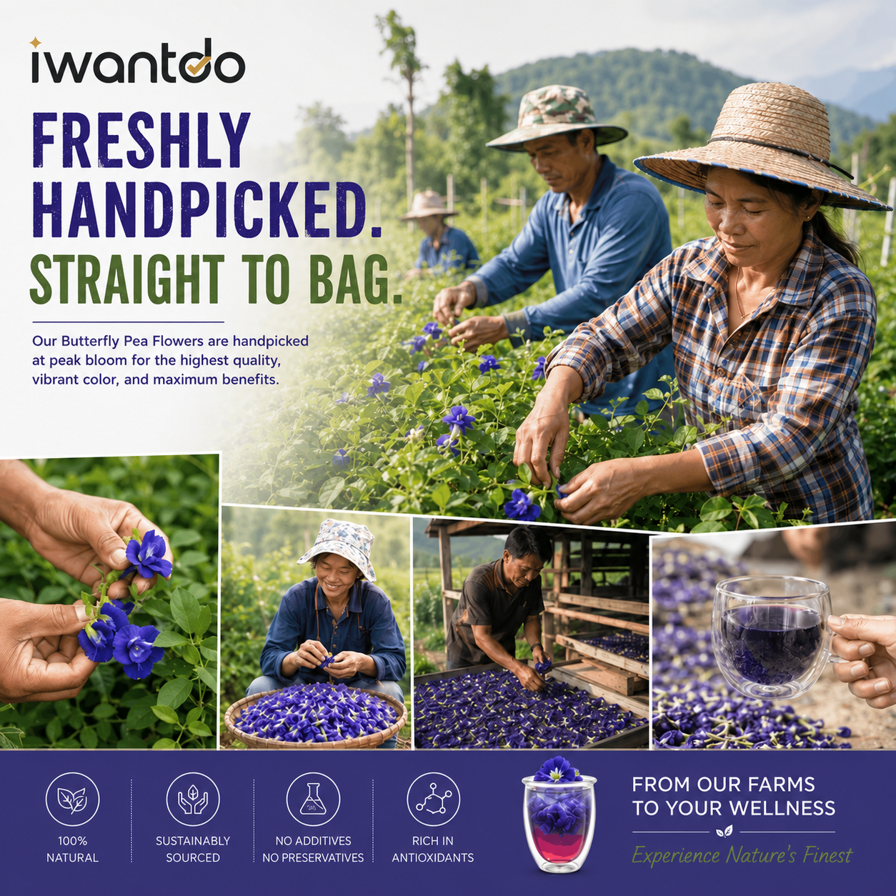 Iwantdo® Organic Dried Butterfly Pea Flower Tea | 100+ Cups | Color-Changing Blue to Purple | Loose Leaf | USDA Organic | Thailand | Cocktails, Lattes & Natural Food Dye | 1.05oz